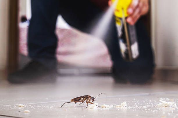 Best Flea Control Services  in Pearl River, MS